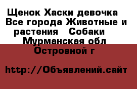 Щенок Хаски девочка - Все города Животные и растения » Собаки   . Мурманская обл.,Островной г.